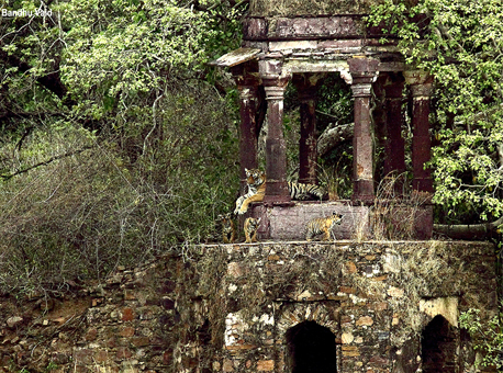 Tiger krishna ranthambore
