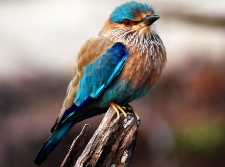 birds in ranthambore