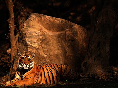 ranthambore tiger